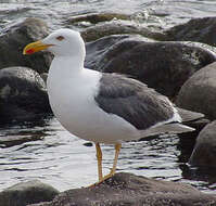 Image of Yellow-footed Gull