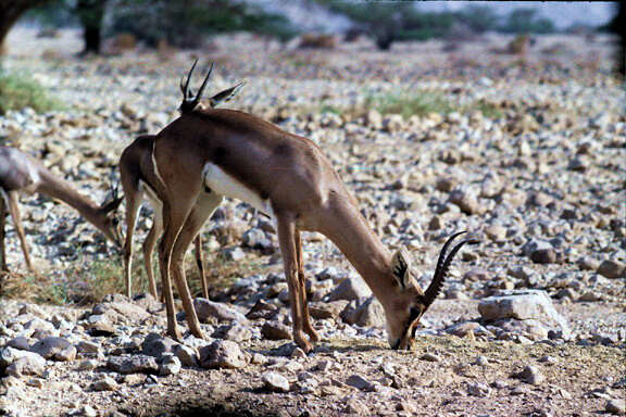 Image of Mountain Gazelle