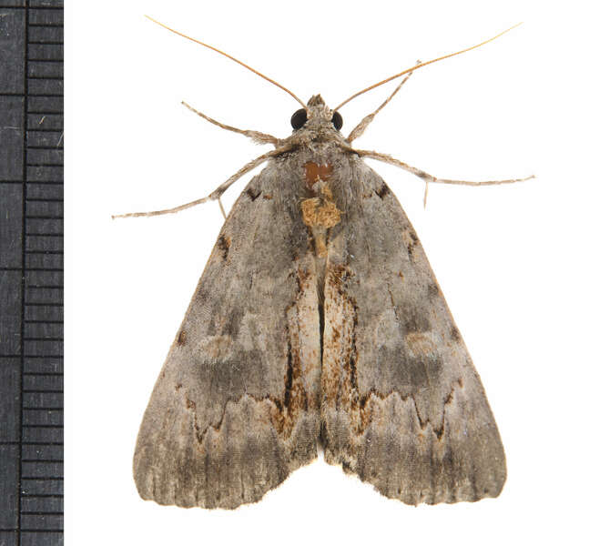 Image of Woody Underwing