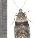 Image of Meroptera pravella Grote 1878