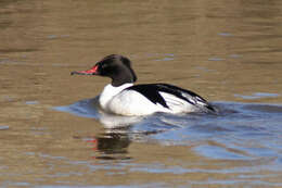 Image of Common Merganser