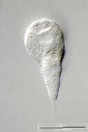 Image of Vorticella similis