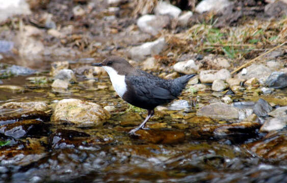 Image of Cinclus Borkhausen 1797