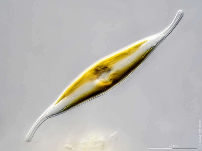 Image of Gyrosigma fasciola