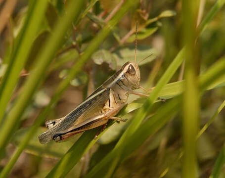 Image of Two-Striped Grasshopper