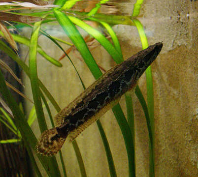 Image of African Snakeheads