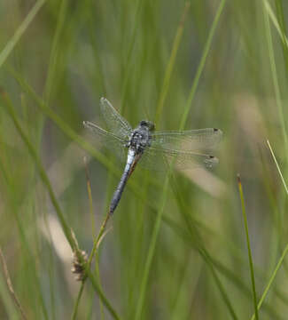 Image of skimmers