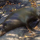 Image de Arctocéphale des Galapagos