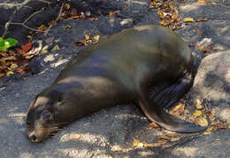 Image de Arctocéphale des Galapagos