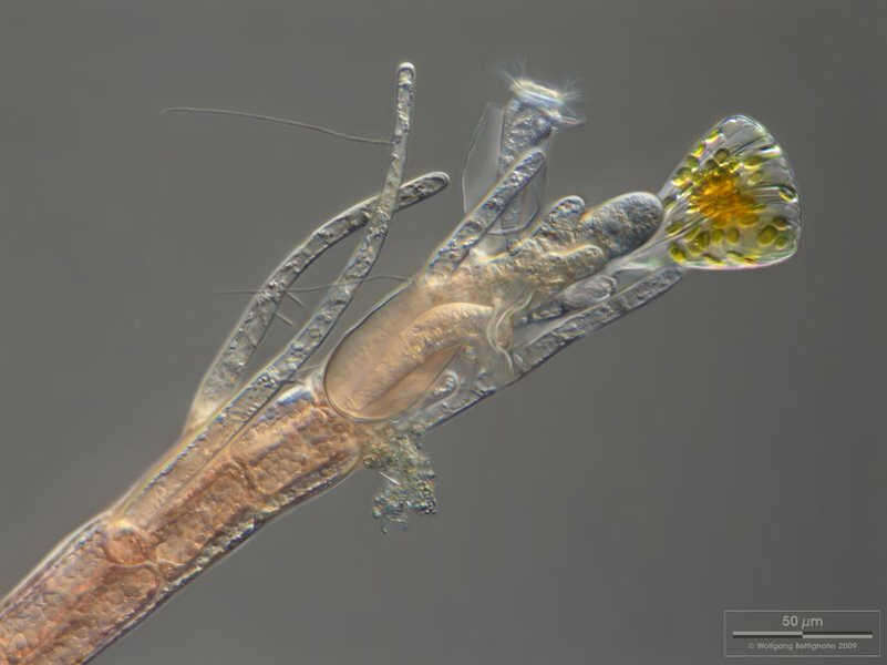 Image of Polysiphonioideae