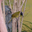 Image of Oriole Warbler