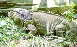 Image of Ground Iguanas