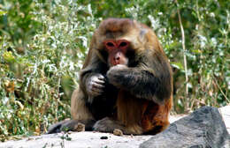 Image of Rhesus Monkey