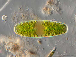 Image of Ciliophrys