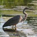 Image of Great Blue Heron