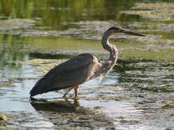 Image of Great Blue Heron