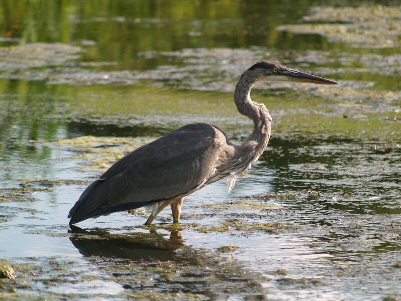 Imagem de Ardea herodias Linnaeus 1758