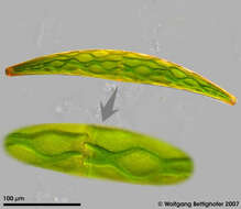 Image of Closterium striolatum Ehrenberg ex Ralfs 1848