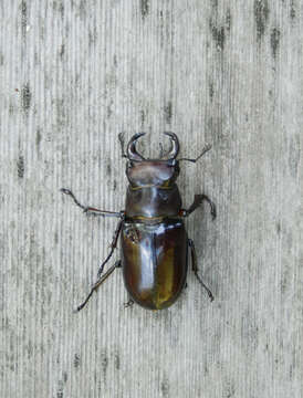 Image of stag beetles