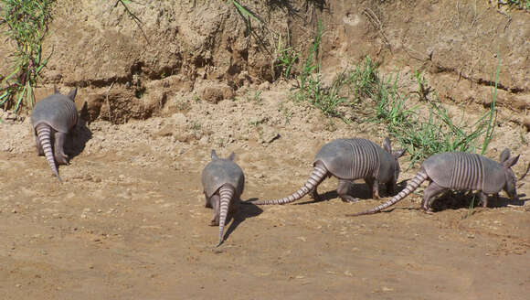 Image of Nine-banded or Greater Long-nosed Armadillo