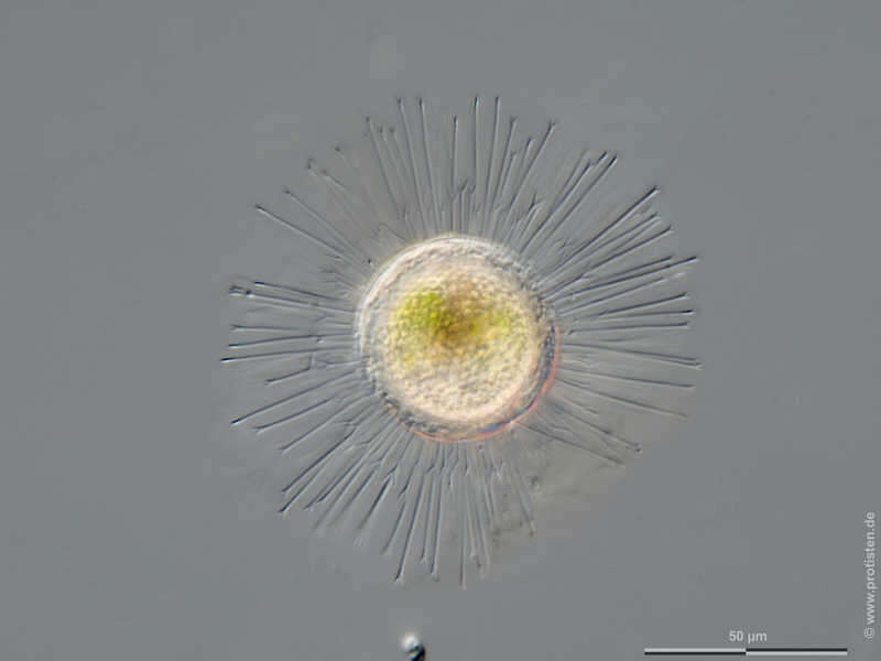 Image de Acanthocystis Carter 1863