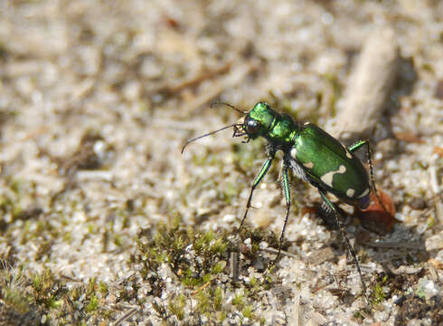 Image of Six Spotted Tiger Beetle