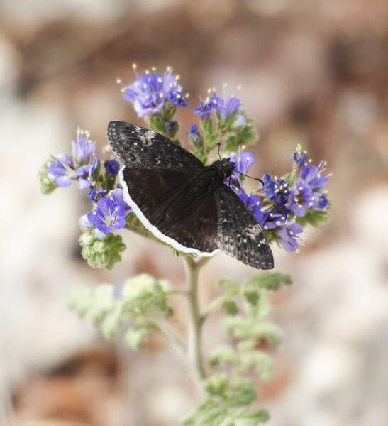 Imagem de Erynnis funeralis Scudder & Burgess 1870