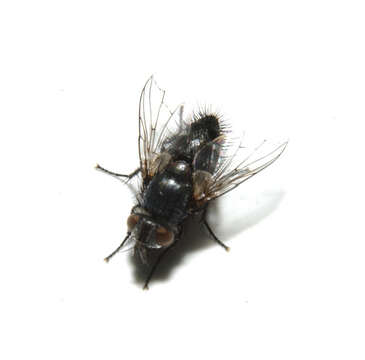 Imagem de Tachinidae
