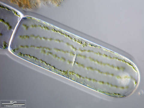 Spirogyra Link 1820 resmi