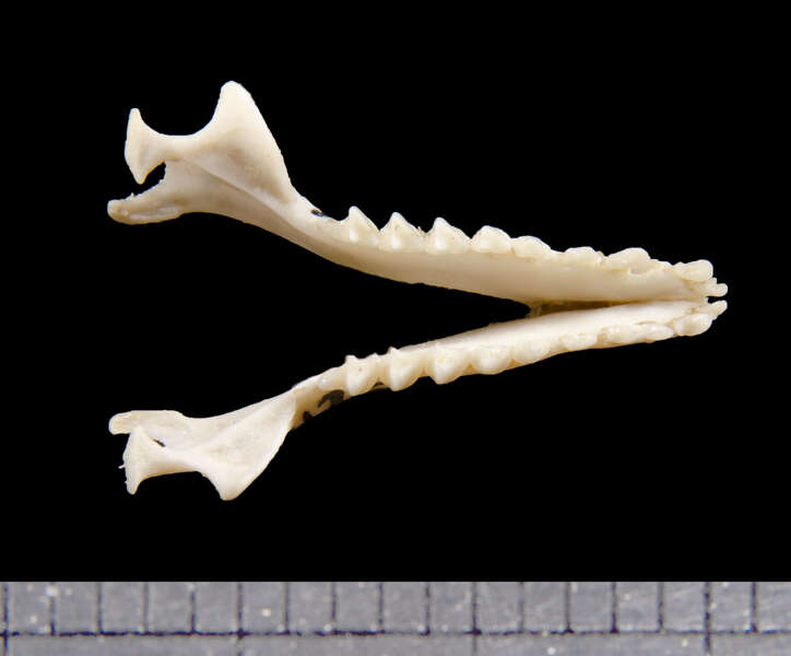 Image of Lesser Long-tailed Shrew Tenrec