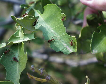 Image of leaf-cutter ants