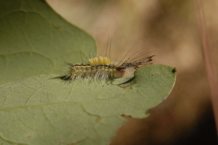 Imagem de Orgyia leucostigma