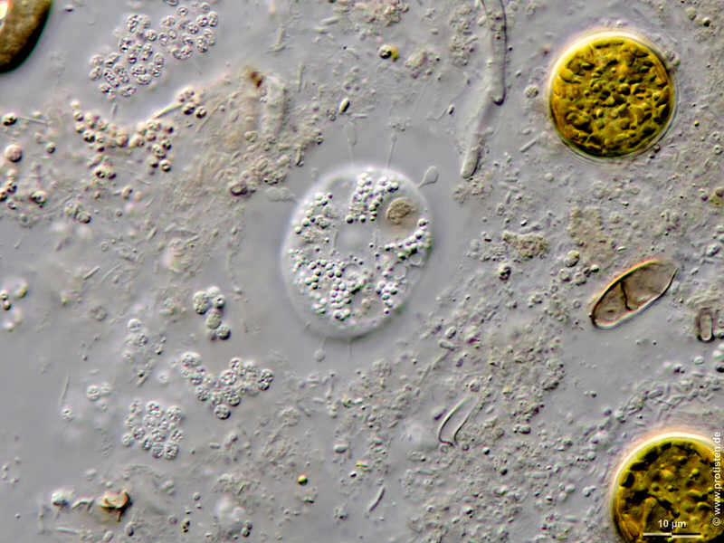 Image of Nuclearia simplex