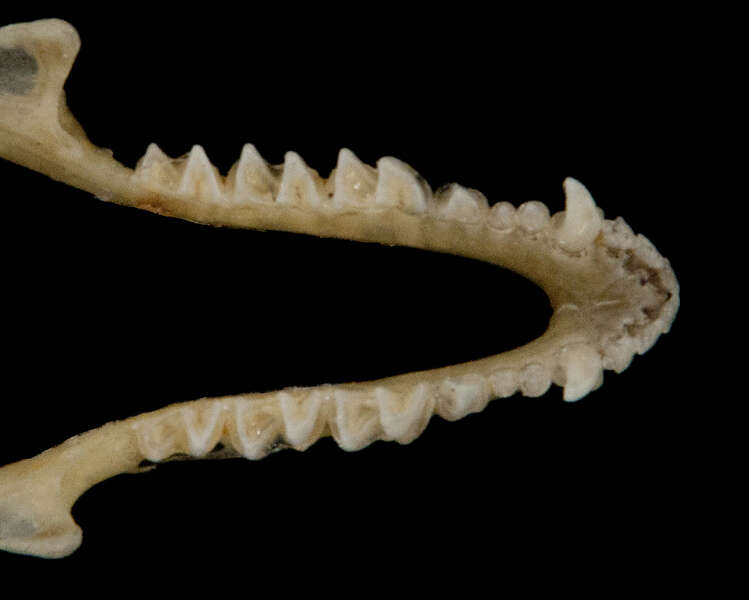 Image of Long-legged Myotis