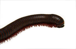 Image of an order of millipedes