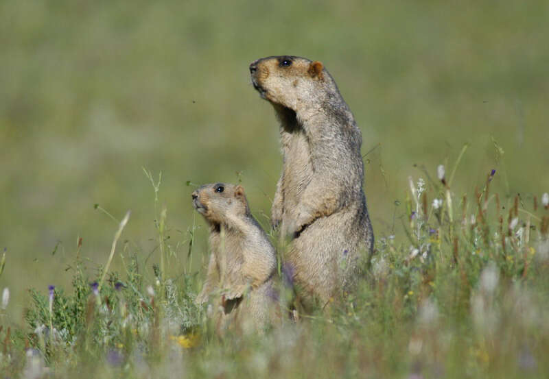 Plancia ëd Marmota himalayana (Hodgson 1841)