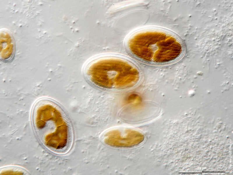 Image of Cocconeis placentula var. euglypta