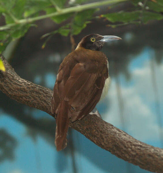 Image of Lesser Bird-of-Paradise