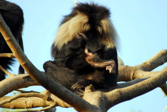 Image of Lion-tailed Macaque