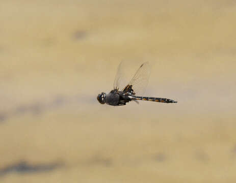 Image of Common Baskettail