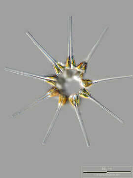 صورة Asterionellopsis