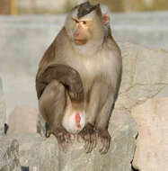Image of Pig-Tail Macaque