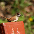 Image of Carolina Wren