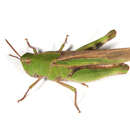 Image of Green-striped Grasshopper