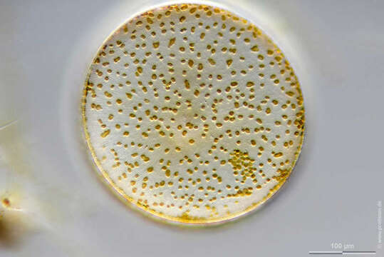 Image of Coscinodiscus concinnus