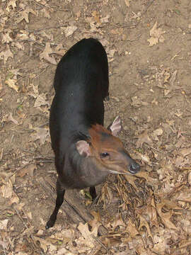 Image of yellow-backed duiker