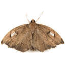 Image of Titian Peale's Pyralid Moth