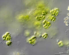 Image of Oocystis Nägeli ex A. Braun 1855