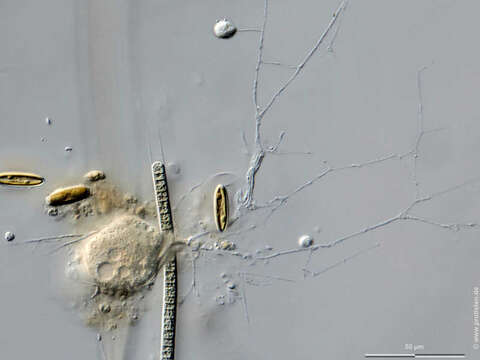 Plancia ëd Edaphoallogromia australica Meisterfeld, Holzmann & Pawlowski 2001