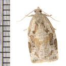 Image of Archips grisea Robinson 1869